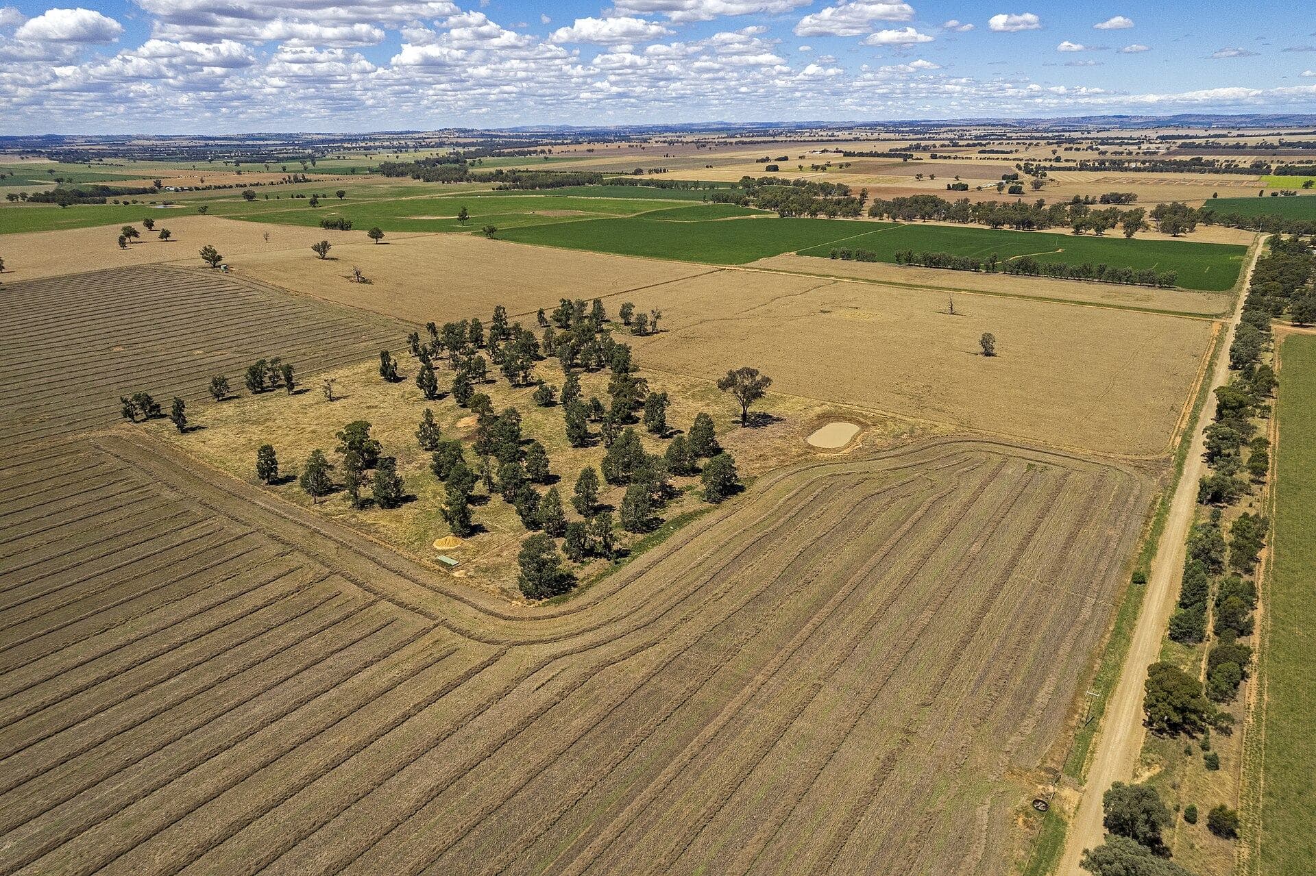 Contour crop rows around a stand of gums, Dhulura, New South Wales
